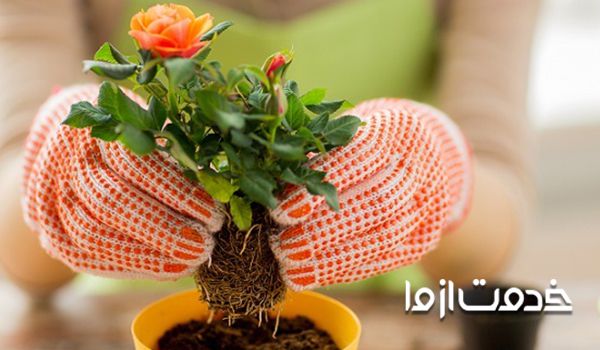 خاک مناسب برای گلدان گل رز 